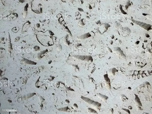 fossil slab