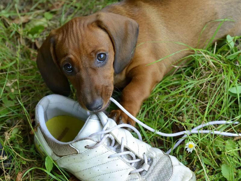 نصائح لمنع الكلاب من مضغ الأحذية