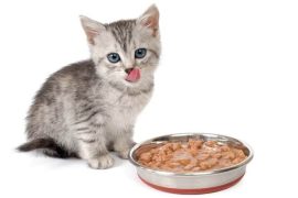 أنواع أكل القطط