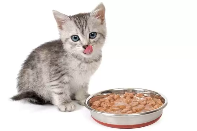 أنواع أكل القطط وكيفية جعل القط يأكل كل شيء