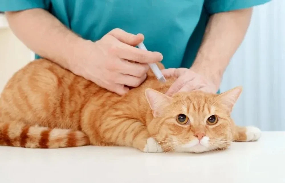 جدول تطعيم القطط