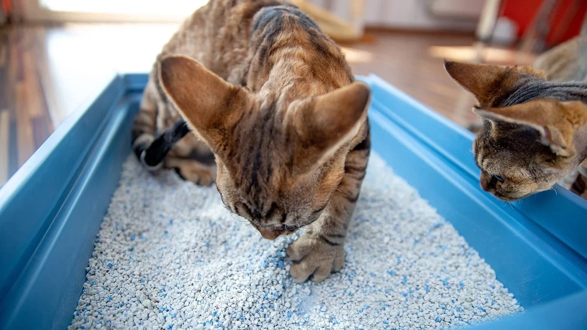 رملة قطط أفضل أنواعها وكيفية التخلص من رائحة بول القطط
