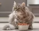 طعام القطط المنزلية
