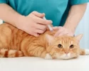 جدول تطعيم القطط